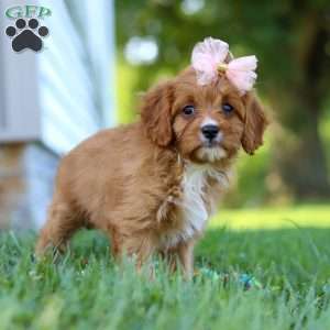 Darla, Cavapoo Puppy